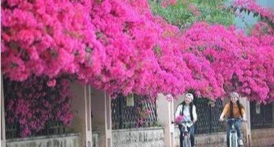  #到了秋天#三角梅“娇生惯养”不开花，虐待一个月，花芽嗖嗖冒，开成大花树