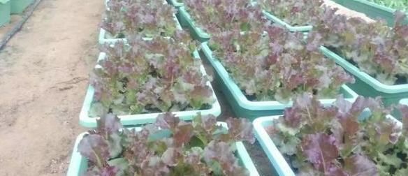  『种子』别人养花我种菜,4种菜种阳台,随吃随摘,绿色方便又漂亮!