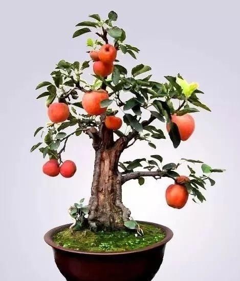  花盆@一个碗大的花盆，也能种出苹果树？别说，看着还挺诱人的！
