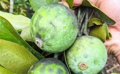 这种野果一斤上百元，以前农民当它是零食，如今成为农民赚钱新宠