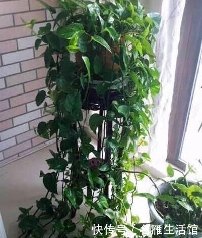  油绿@绿萝、吊兰、文竹总黄叶，用上2种“药片”，叶子油绿，突突长！