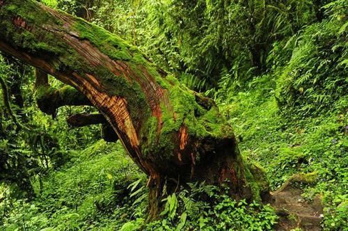  「树木」堪称世界之最的6种树木，其中最贵、最毒、最硬的树都在