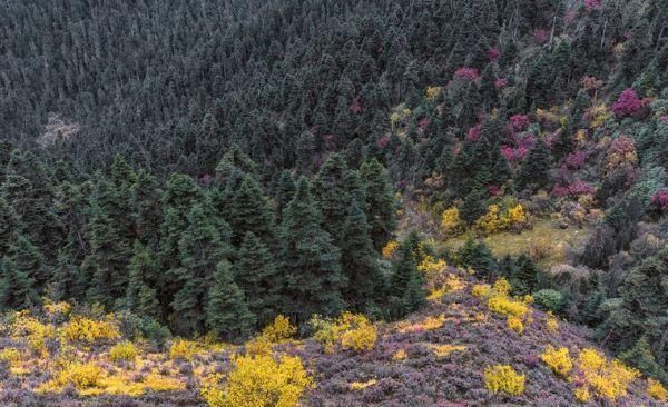 西藏用他的……彻底征服了全世界!