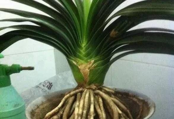  【植物生根】张大姐养花8年,把花种在“泡沫箱”里,阳台变成小花园,好看!