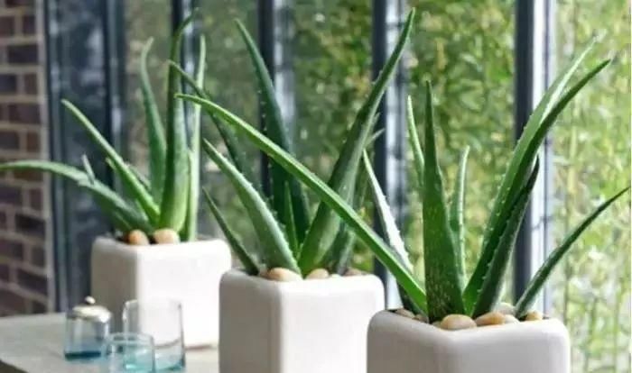  家里|家里养这几种植物就可以室内更自然凉爽