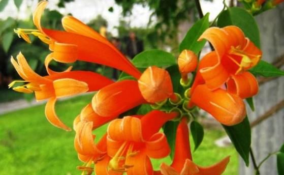 『花型』花香淡雅花型好看，养花就选这5种，好打理易开花！轻松养爆盆