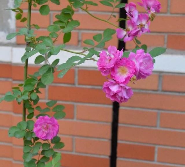  『花儿』阳台露台种上这3种花，漂亮好养，香气扑鼻，开花一团又一团