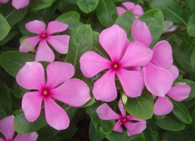  『开花』喜欢在家中养护漂亮的花卉，就选花色艳丽、花期长，爆盆简单的花