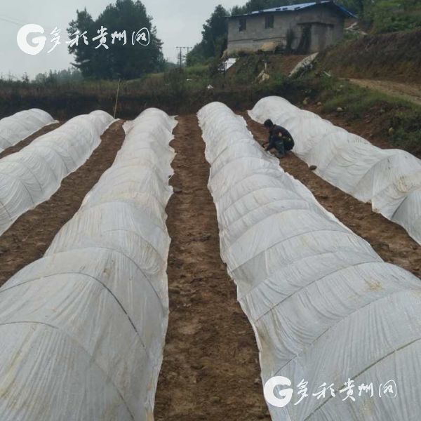 沿河洪渡镇皂角村:一个深度贫困村的变迁