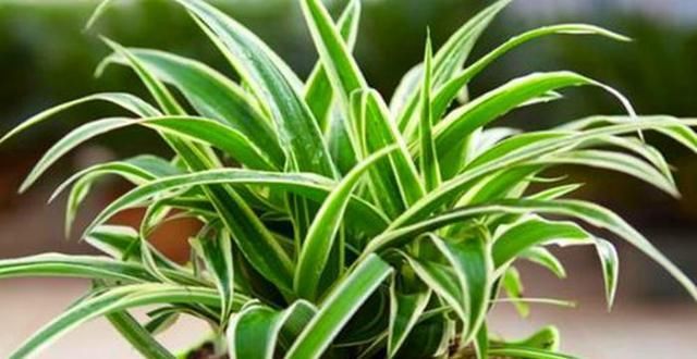  植物@3种花,丢水里就能活,不用土也能开花,一开就是好几个月