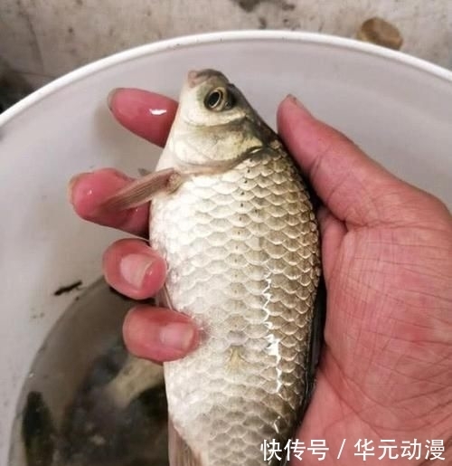  『饵料包装袋』为啥很多河流也不让钓鱼了？钓鱼真的会污染环境吗？钓鱼人有话说