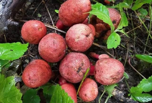  『红冬蛇菰』一斤200元，一年采摘不到10斤，至今无法种植，农民：全凭运气