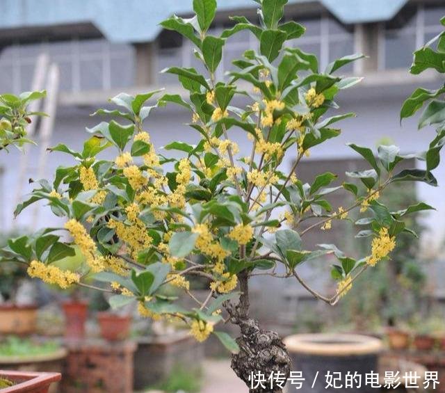  『扦插』3种花叶都“香”的树，家里养一棵，不但香喷喷，还能驱蚊虫！