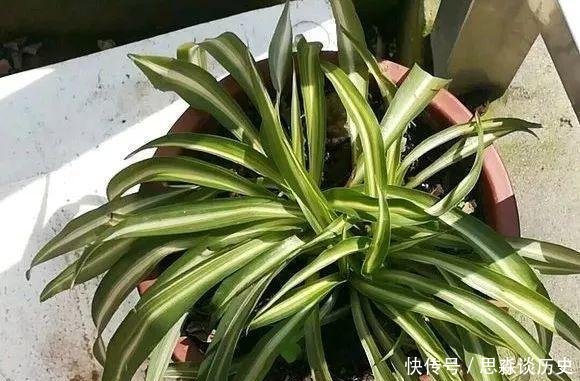 『发财树』10米长的绿萝,阳台放不下了,看看他是怎么养的吧