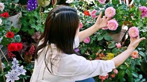  养花■这种花卉叫“羽毛”，花朵又香又大，南方四季开花，居家养花首选