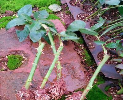  春天@春天，“扦插”花卉植物，这“4个要点”做到位，保证100%生根！