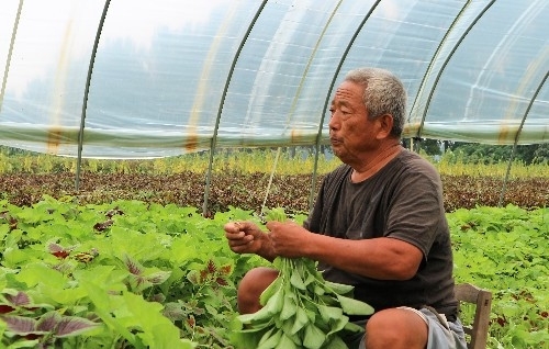 农民种植一种蔬菜，一年种植三茬，3亩收入30000元，秘诀在哪里？