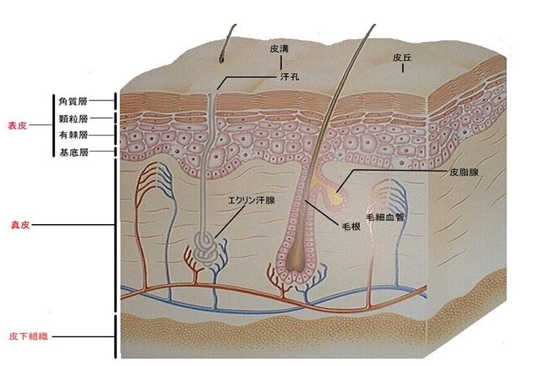 她为何一夜之间斑点全无?姐姐斑点都没有了,只有我们了