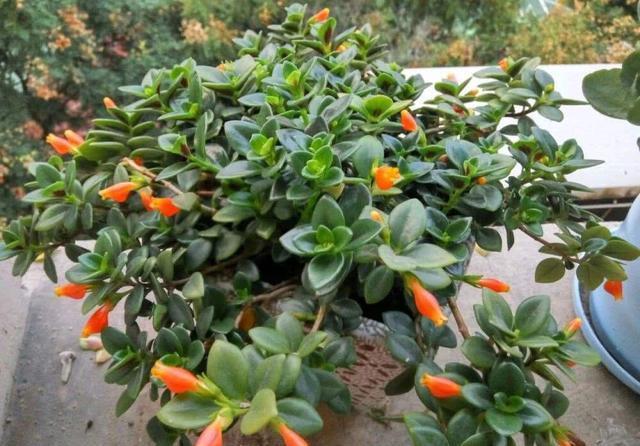 「养护」阳台养1盆这种花,比金边吊兰漂亮,1个种植诀窍,叶翠绿开花多