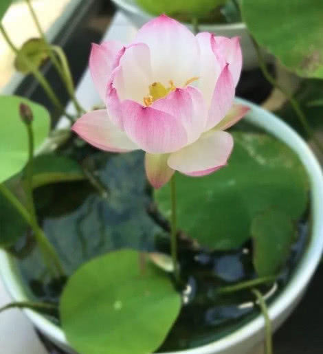  『适合』5种花不用管也能开爆盆，最适合懒人养，年年开花不断，美翻天！