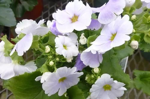  【温度】还没春暖就灿烂开花的报春花，叶子丑但花朵特美