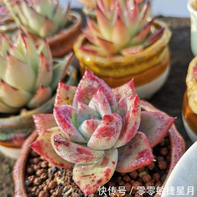 【时节】多肉在美好时节里尽情绽放吧!