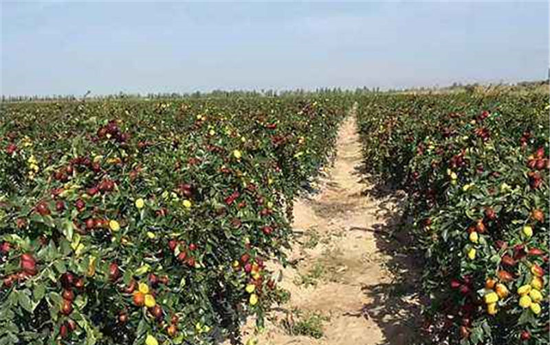  果子@刚成熟就被订购，果农却迟迟不敢发货，这果子怎么了？