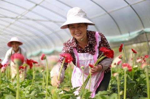  「经济」视窗 | 贵州黔西：“鲜花经济”助增收