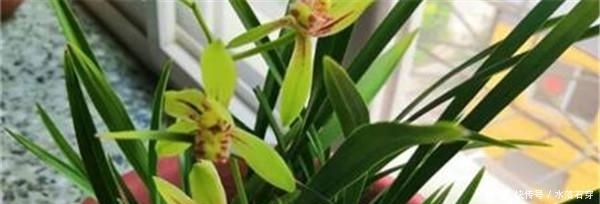 【换土】兰花什么时间换土