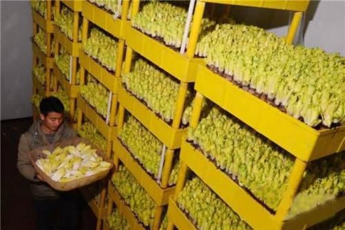「金玉兰」在家栽培这种“黄金菜”,“1小筐”长出90斤,60天收获一次!