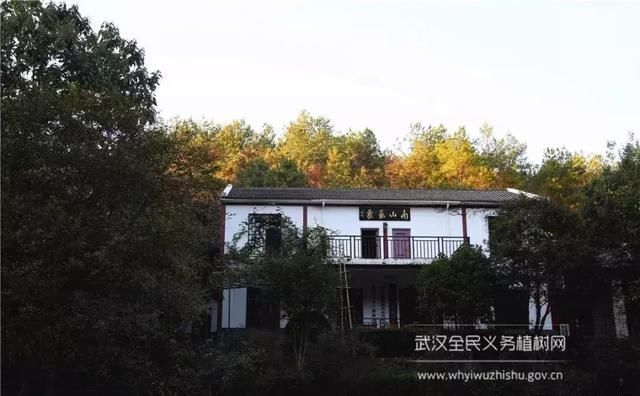 远离城市喧嚣！这个男人在黄陂建了座花海庄园，堪比“世外桃源”