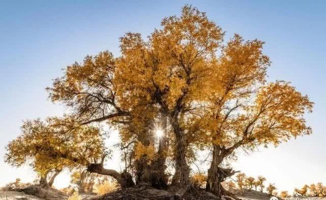 大美新疆，上眼胡杨