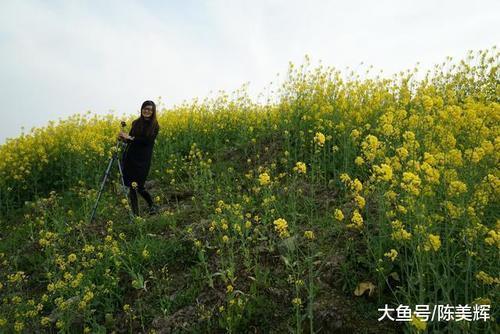 油菜花又到了盛开的季节，温州瓯北江畔鸟语花香