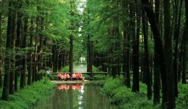 最江南的花海：惊艳不输婺源，情调不输威尼斯