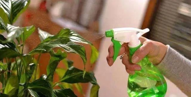  『该不该』花盆里“杂草”究竟该不该拔掉?多数人不清楚,难怪花总黄叶烂根