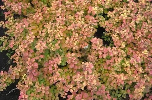  『极强的耐』这些观赏植物有着靓丽迷人的叶子，比花朵要好看多了