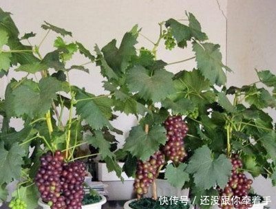  [水果]这4种水果盆栽，随手种一棵就能爆盆，每天都可以吃免费水果！