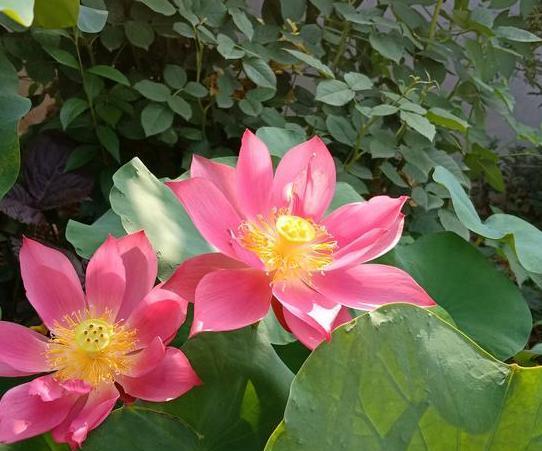  【养分】在家种植花草如何补充养分？用上1种天然肥，啥花都能长爆盆