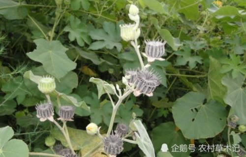  除掉|此野草，经济价值高，见到请别除掉，也许对您有帮助