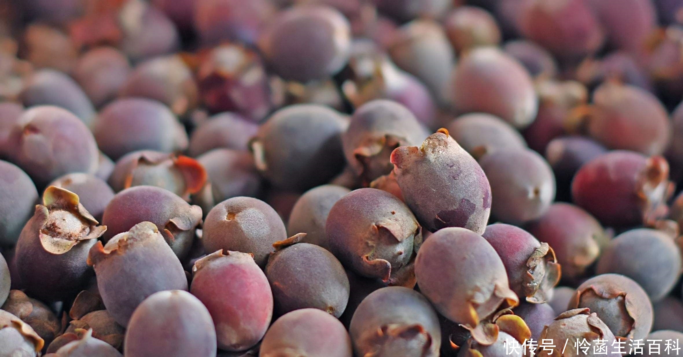 它珍贵稀少，果实可泡酒“祛风除湿”，若见到记得只采野果别挖根