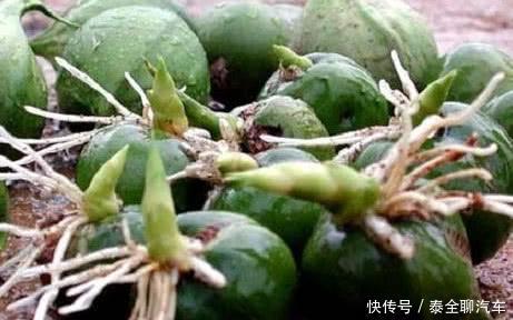 竹子上长出的梨, 1斤上百元, 却遭农民嫌弃, 你吃过吗