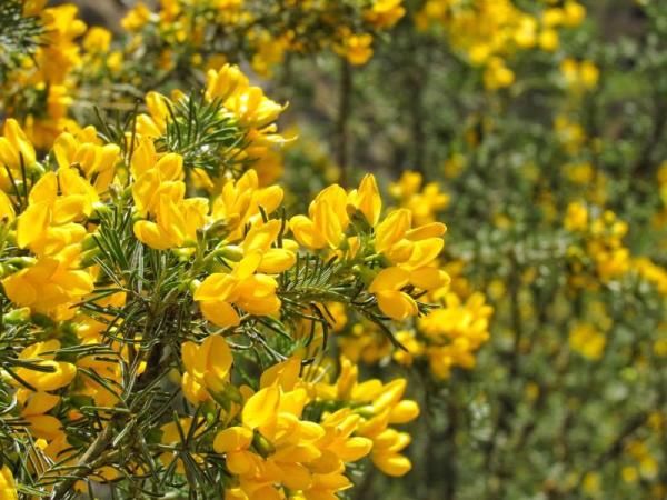  「大熊猫」植物界的“大熊猫”你见过吗？这两天在新龙开花了