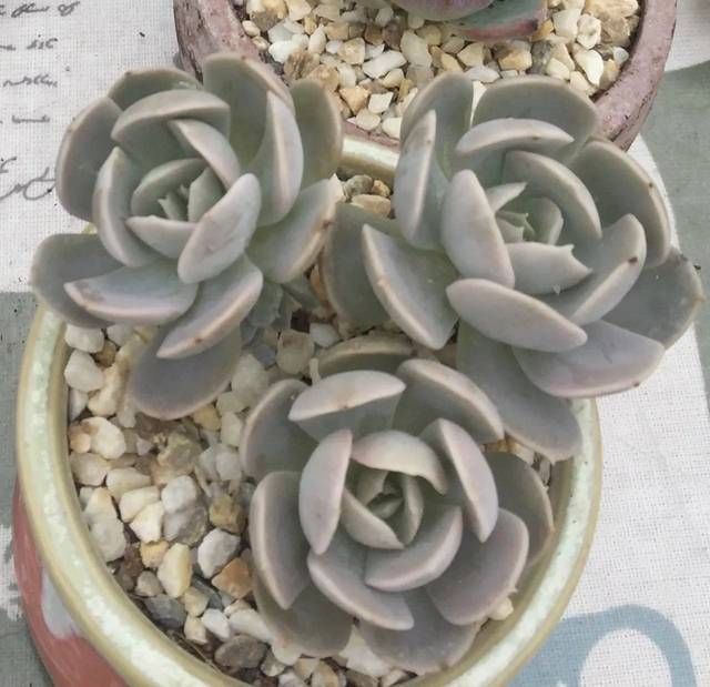 「多肉植物」想要阳台美美的,那么就来做一个多肉阳台党吧