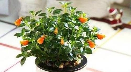  『夏季』告爱美的姑娘：4种花，有效防辐射，电脑前养一盆，再不用怕变丑