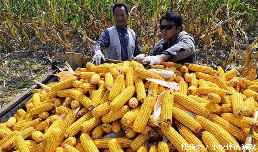  「玉米」多地玉米价回落一元范围，农民担心的发生了，建议别惜