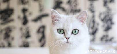 徐勇凌道歉后再撕铲屎官，铲屎官回应你可以再恶心点吗