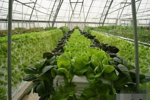  农民：2020年之后农村的土地到底由谁来种植？专家说出答案，你