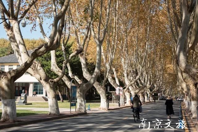 南京这些大学都有最美梧桐大道，有没有你的母校？