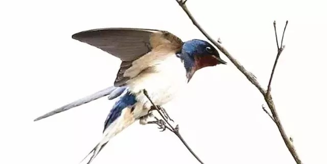 燕子过冬需要南迁，那最后飞到南方什么地方呢？出来怕你不信！