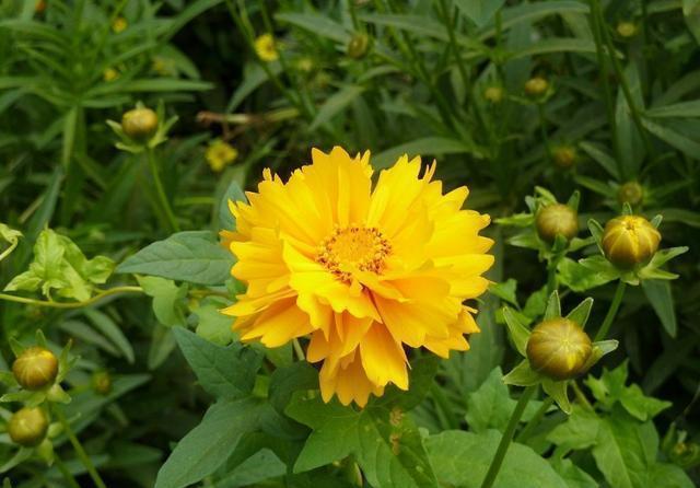  「热越」天热养花首选这几款，迎着烈日开花美越热越开花，给你一个清凉夏